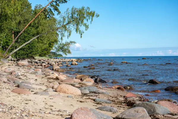 Tom Strand Med Sanddyner Och Torr Trädstammar Tvättas Till Stranden — Stockfoto
