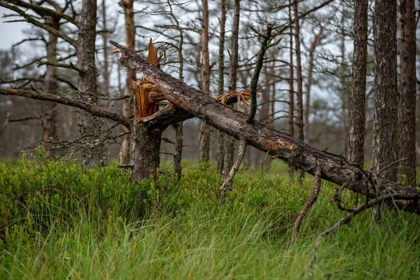 Gammel Tør Trunk Stomp Tekstur Med Bark Naturen - Stock-foto