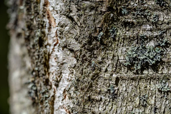 Vecchio Albero Secco Tronco Stomp Texture Con Corteccia Natura — Foto Stock