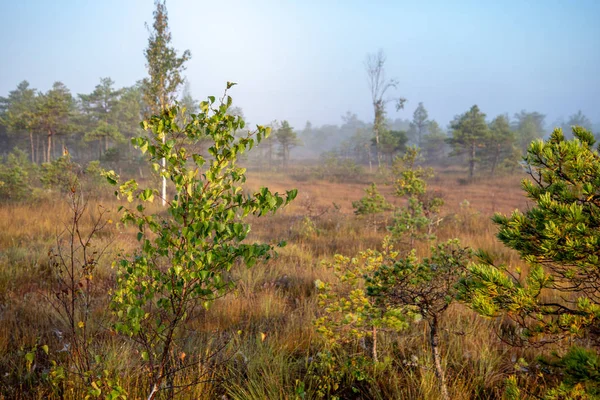 Sunrise Mist Swamp Bog Area Lonely Pine Trees Small Water — Stock Photo, Image