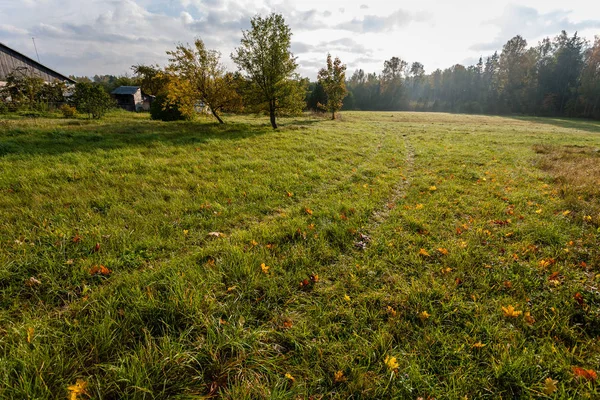 Struiken Bomen Herfst Nevel Groene Weide Platteland — Stockfoto