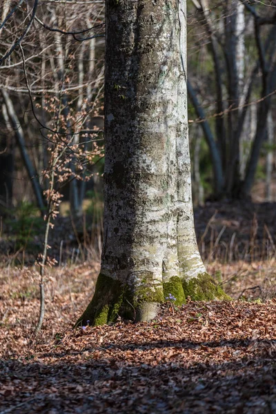 Gammal Torr Trädstam Stomp Textur Med Bark Naturen — Stockfoto