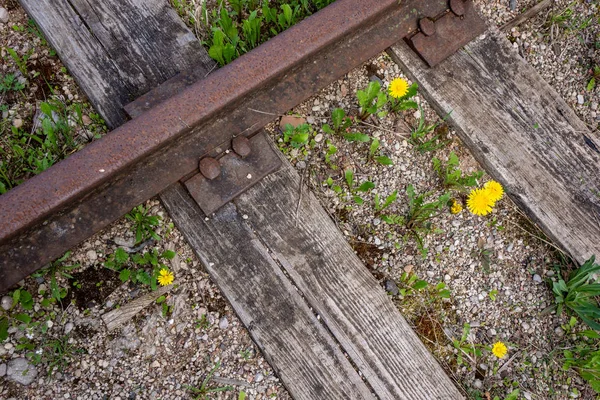 Flores Silvestres Azar Que Florecen Naturaleza Con Follaje Verde Campo — Foto de Stock