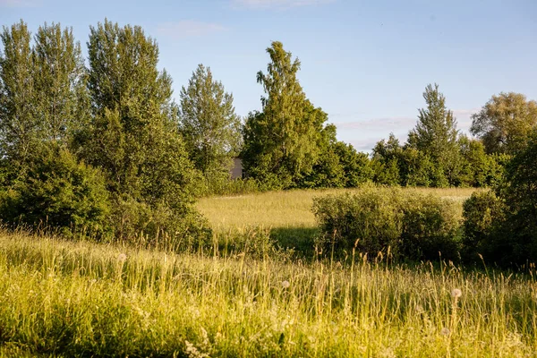 茂みや田舎の緑の草原で秋霧の木 — ストック写真