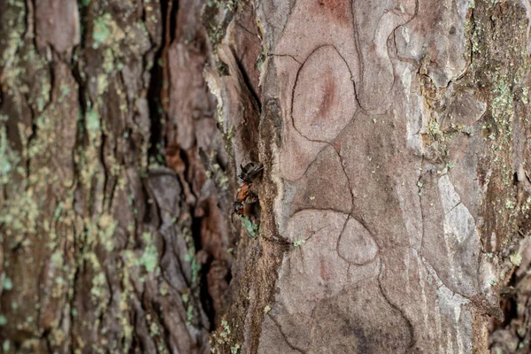 老干树干踩踏纹理与树皮在自然 — 图库照片