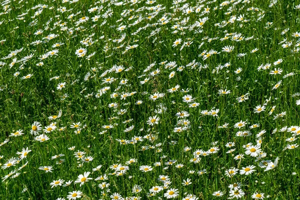 Flores Aleatórias Selvagens Florescendo Natureza Com Folhagem Verde Campo Prado — Fotografia de Stock