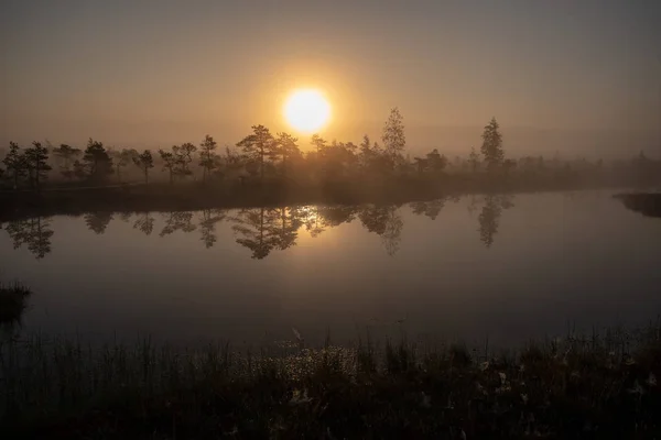 Zonsopgang Met Mist Bog Moerasgebied Met Eenzame Dennenbomen Kleine Water — Stockfoto