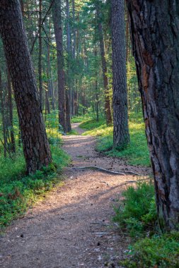 iz parça yeşil yeşillik ile yeşil yaz ormandaki hiking Turizm