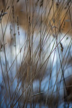 arka plan bulanık üzerinde kışın donmuş ot