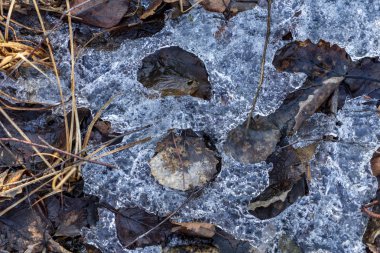 dondurulmuş doğa ayrıntılar. ağaç dalları ve çim kar ve buz
