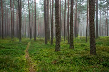 sakin ve huzurlu çam ağacı orman sis yeşil çim ile