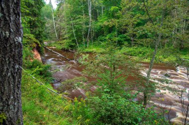 hızlı Amata nehirde yeşil orman. Amata Letonya