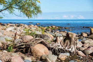Letonya kırsalında Beach'te kapsayan büyük sert kayalar