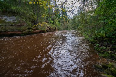 hızlı Amata nehirde yeşil orman. Amata Letonya