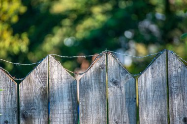 paslı dikenli tel yaz yeşil yeşillik ile eski ahşap çit üzerine