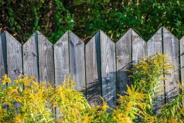 paslı dikenli tel yaz yeşil yeşillik ile eski ahşap çit üzerine