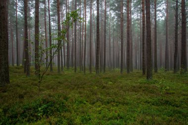 sakin ve huzurlu çam ağacı orman sis yeşil çim ile