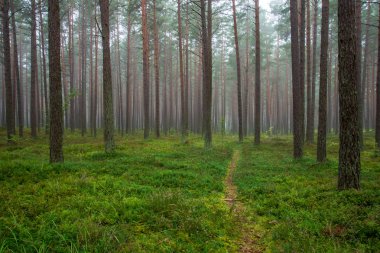 sakin ve huzurlu çam ağacı orman sis yeşil çim ile