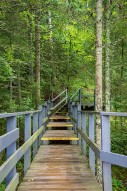 Ahşap tahta boardwalk perspektif sonbaharda bataklık bölgede
