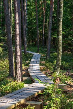 sakin ve huzurlu çam ağacı orman ahşap tahta yolu ile