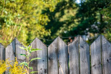 paslı dikenli tel yaz yeşil yeşillik ile eski ahşap çit üzerine