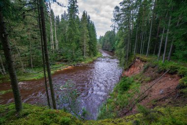 hızlı Amata nehirde yeşil orman. Amata Letonya