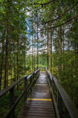 Ahşap tahta boardwalk perspektif sonbaharda bataklık bölgede