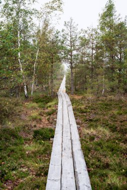 ıslak ahşap tahta boardwalk Sonbahar Doğa bataklık bölgede