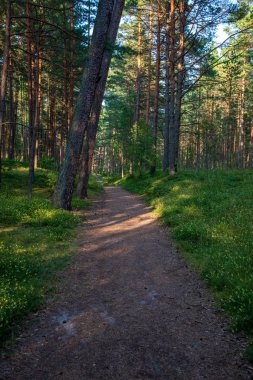 iz parça yeşil yeşillik ile yeşil yaz ormandaki hiking Turizm