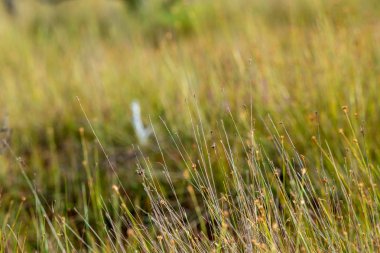 bataklık bitki örtüsü Close-up çim bents ve bitki örtüsü ile yakından, sonbaharda çıkmaza sokmak