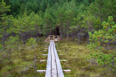 Ahşap tahta boardwalk perspektif sonbaharda bataklık bölgede