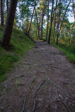 iz parça yeşil yeşillik ile yeşil yaz ormandaki hiking Turizm