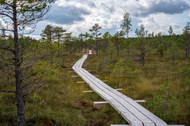 Ahşap tahta boardwalk perspektif sonbaharda bataklık bölgede