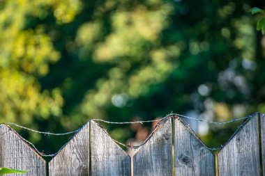paslı dikenli tel yaz yeşil yeşillik ile eski ahşap çit üzerine