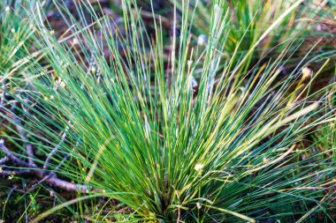 bataklık bitki örtüsü Close-up çim bents ve bitki örtüsü ile yakından, sonbaharda çıkmaza sokmak