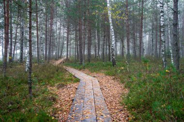 ıslak ahşap tahta boardwalk Sonbahar Doğa bataklık bölgede
