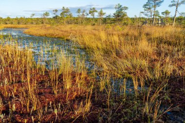 bataklık bitki örtüsü ot ve yeşillik ile yakın çekim