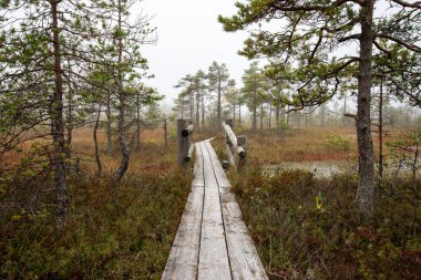 ıslak ahşap tahta boardwalk Sonbahar Doğa bataklık bölgede