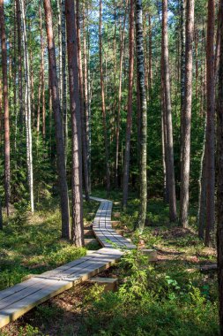 sakin ve huzurlu çam ağacı orman ahşap tahta yolu ile