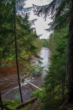 hızlı Amata nehirde yeşil orman. Amata Letonya