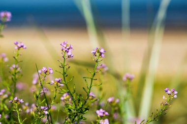 Bataklık çiçek açan bitki örtüsü üzerinde arka plan bulanık Close-up