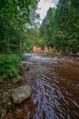 hızlı Amata nehirde yeşil orman. Amata Letonya