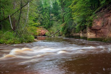hızlı Amata nehirde yeşil orman. Amata Letonya