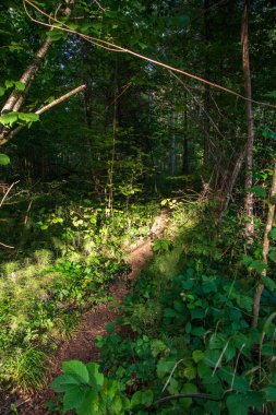 iz parça yeşil yeşillik ile yeşil yaz ormandaki hiking Turizm