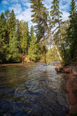 hızlı Amata nehirde yeşil orman. Amata Letonya