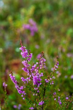 bataklık bitki örtüsü Close-up çim bents ve bitki örtüsü ile yakından, sonbaharda çıkmaza sokmak