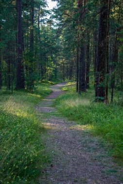 iz parça yeşil yeşillik ile yeşil yaz ormandaki hiking Turizm