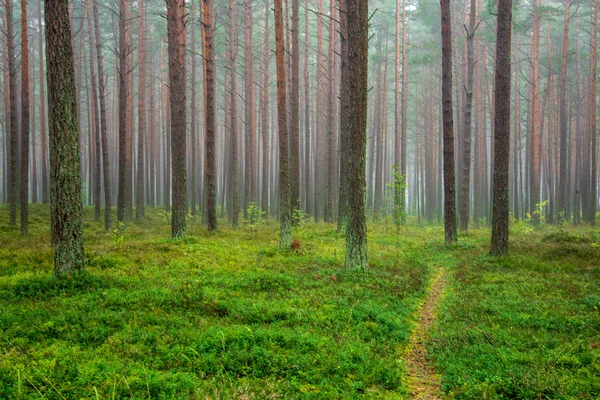 Тихий Сосновый Лес Зеленой Травой Тумане — стоковое фото