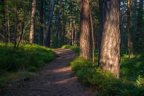 Trilha Caminhadas Turísticas Verde Floresta Verão Com Folhagem Verde — Fotografia de Stock