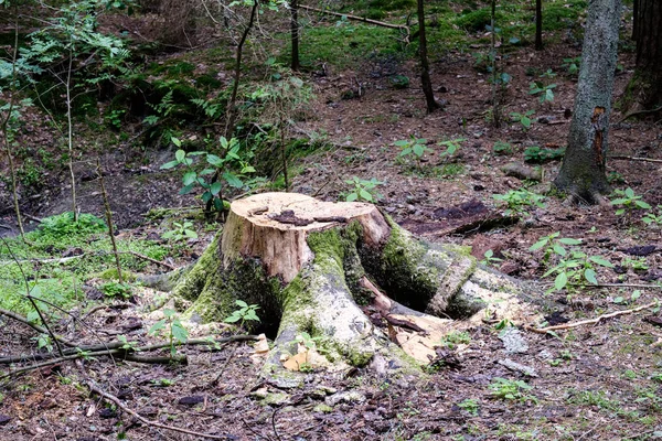 Nahaufnahme Von Baumstumpf Sommerwald — Stockfoto